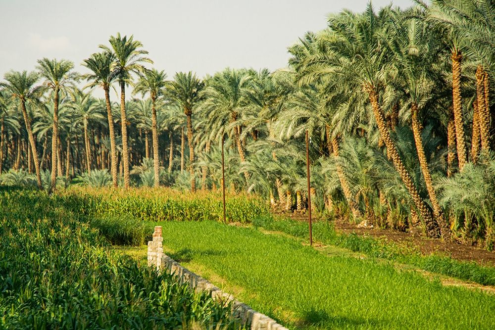 Nile River Expedition-Lower Egypt-Giza Streetscene of farm with date palms art print by Alison Jones for $57.95 CAD